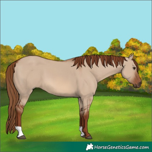 Horse Color:Red Dun 
