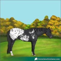 Horse Color:Black Blanket