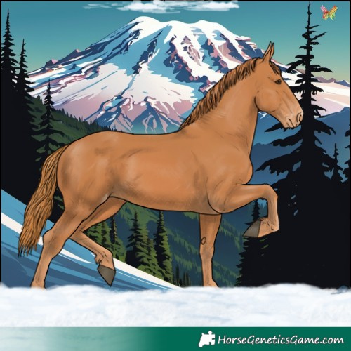 Horse Color:Chestnut Appaloosa