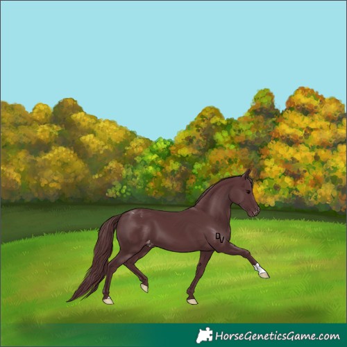 Horse Color:Chocolate Black Varnish 