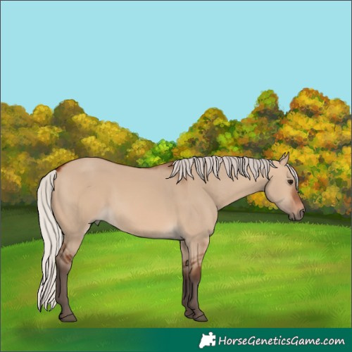 Horse Color:Silver Brown Dun