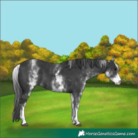 Horse Color:White Spotted Black