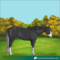 Horse Color:Black Splash 
