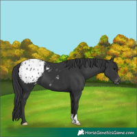Horse Color:Black Appaloosa 