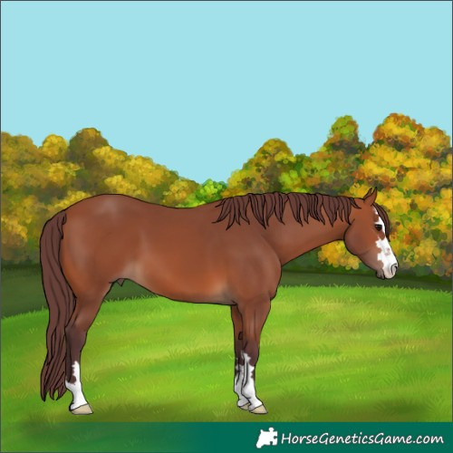 Horse Color:Chocolate Bay