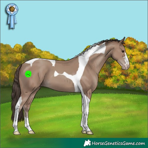Horse Color:Classic Champagne Tobiano 