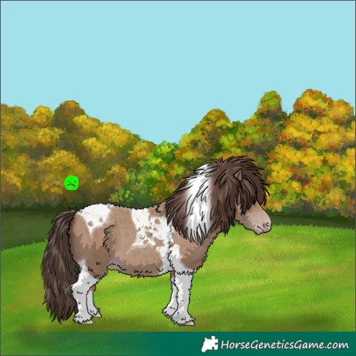 Horse Color:Classic Champagne Tobiano 