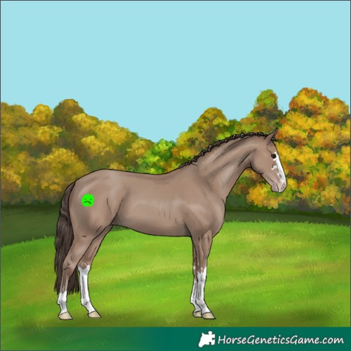 Horse Color:Classic Champagne