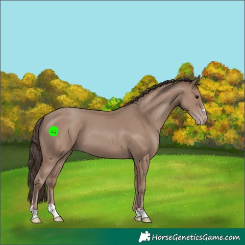 Horse Color:Classic Champagne