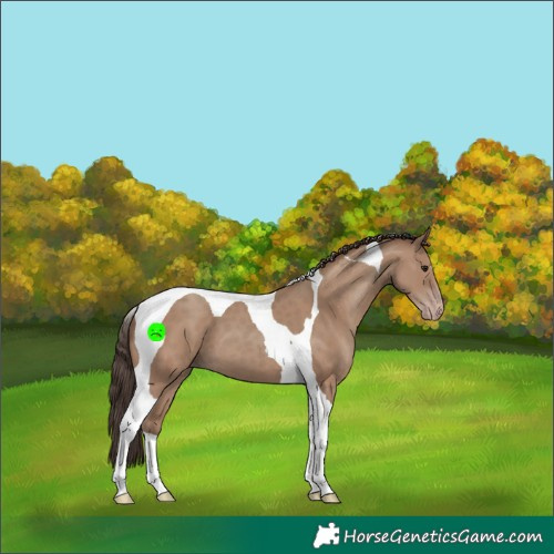 Horse Color:Classic Champagne Tobiano 
