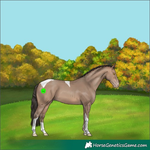 Horse Color:Sable Champagne Tobiano 