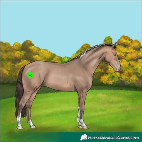 Horse Color:Amber Champagne Tobiano