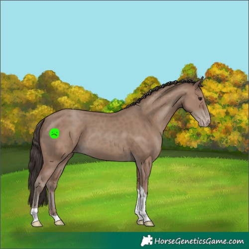 Horse Color:Classic Champagne Tobiano