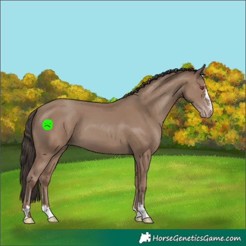 Horse Color:Classic Champagne
