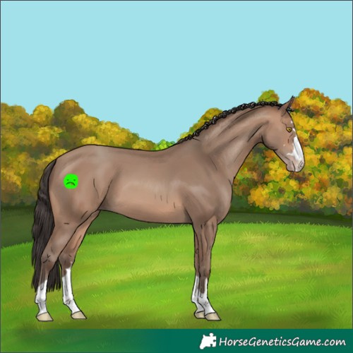 Horse Color:Sable Champagne 