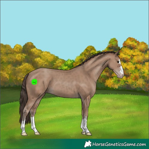 Horse Color:Classic Champagne 