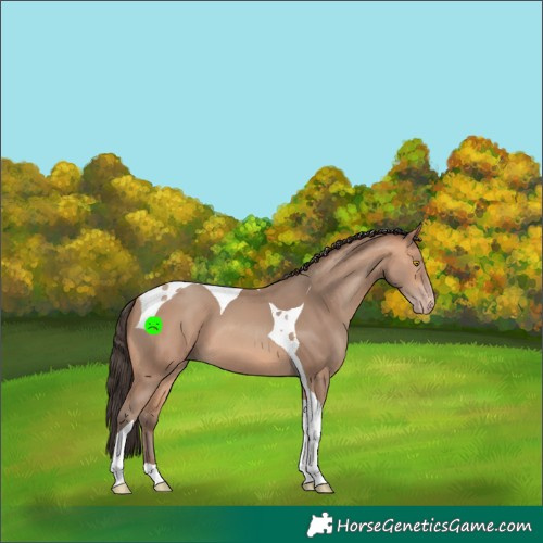Horse Color:Amber Champagne Tobiano