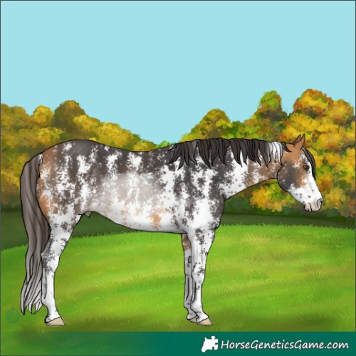Horse Color:Buckskin Sabino 