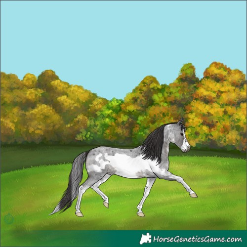 Horse Color:Smoky Blue Roan Sabino Splash Frame
