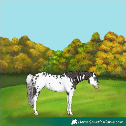 Horse Color:Smoky Black Splash Frame Appaloosa 