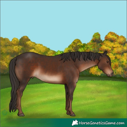 Horse Color:Liver Chestnut