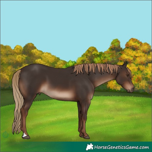 Horse Color:Liver Chestnut