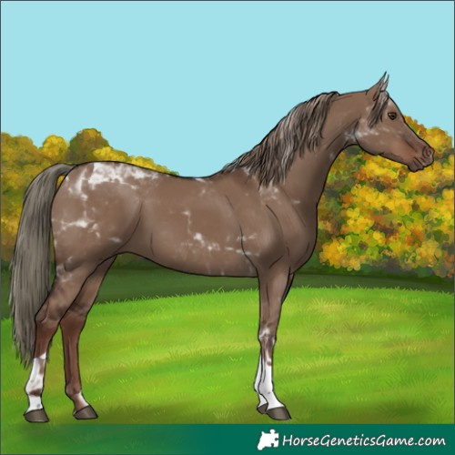 Horse Color:Liver Red Dun Tobiano