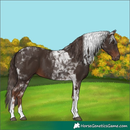 Horse Color:Liver Chestnut Tobiano 