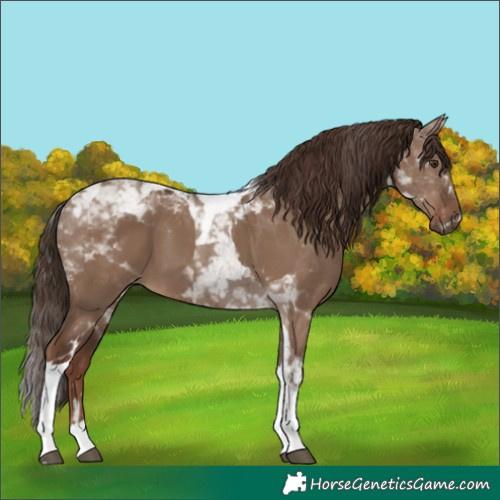 Horse Color:Liver Red Dun Tobiano 