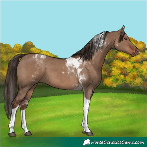 Horse Color:Liver Red Dun Tobiano
