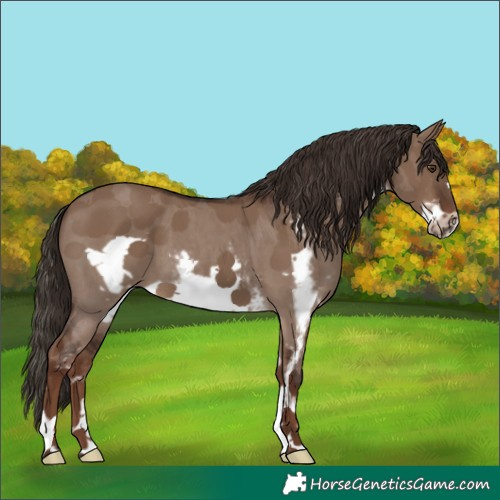 Horse Color:Liver Red Dun Sabino Frame