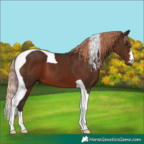Horse Color:Liver Chestnut Tobiano