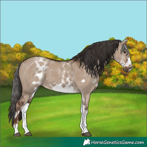 Horse Color:White Spotted Liver Red Dun Frame 