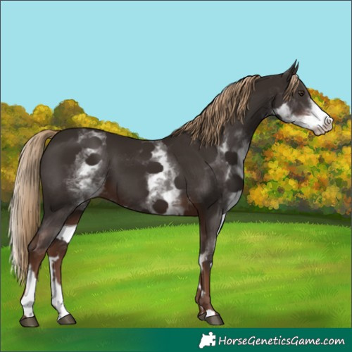 Horse Color:White Spotted Liver Chestnut