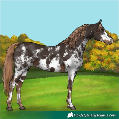 Horse Color:Liver Chestnut Sabino