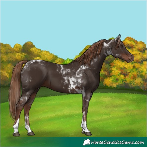 Horse Color:Liver Chestnut Tobiano 