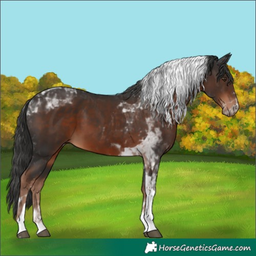Horse Color:Liver Chestnut Tobiano