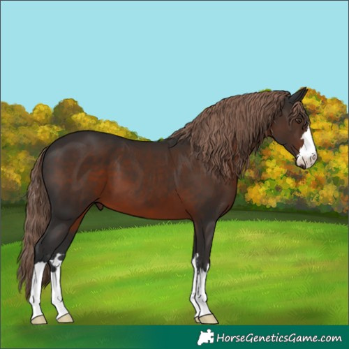 Horse Color:Liver Chestnut 