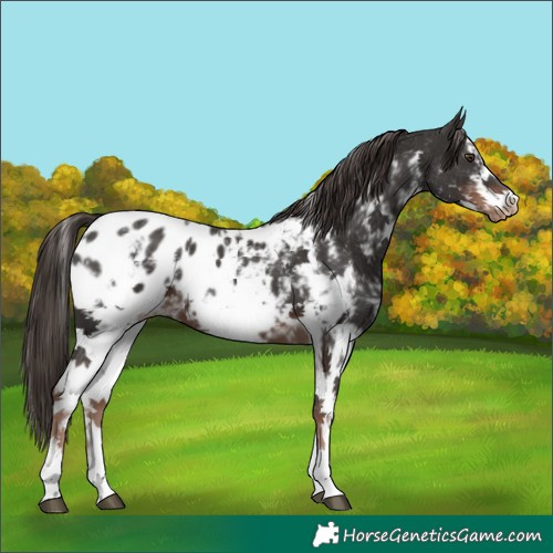 Horse Color:Liver Chestnut Sabino Frame Blanket 