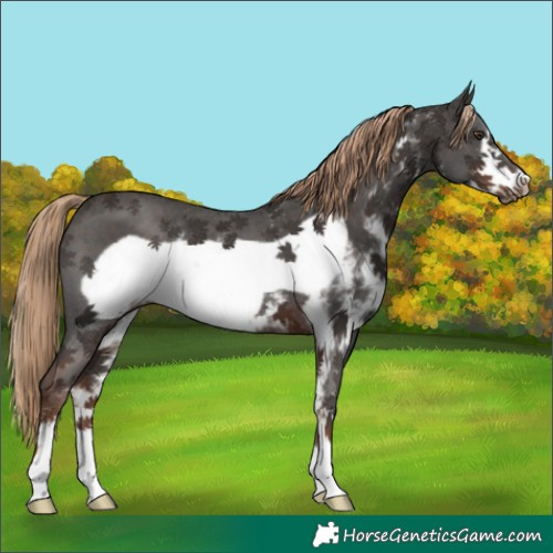 Horse Color:Liver Chestnut Sabino Frame 