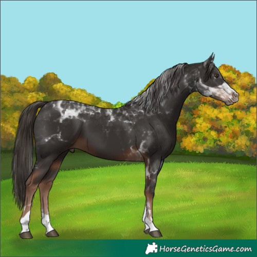 Horse Color:Liver Chestnut Tobiano