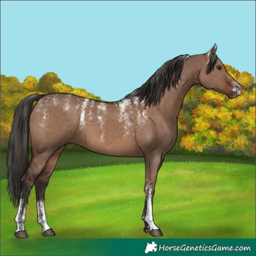 Horse Color:Powder White Liver Red Dun 