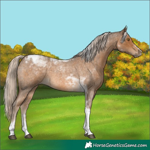 Horse Color:Chocolate Palomino Roan Tobiano