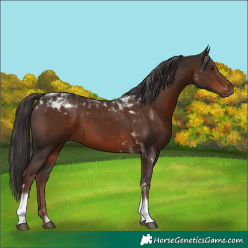 Horse Color:Liver Chestnut Tobiano