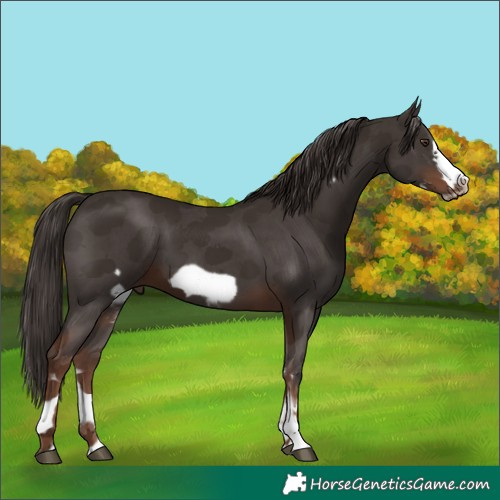 Horse Color:Liver Chestnut Sabino Frame