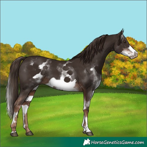 Horse Color:White Spotted Liver Chestnut Frame 