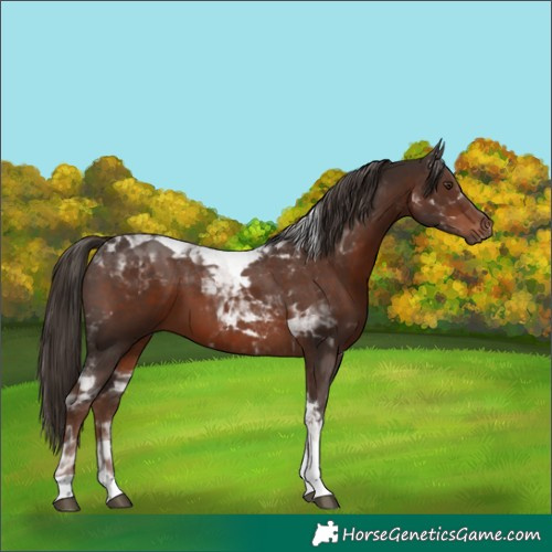 Horse Color:Liver Chestnut Tobiano 