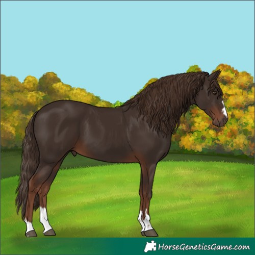 Horse Color:Liver Chestnut 