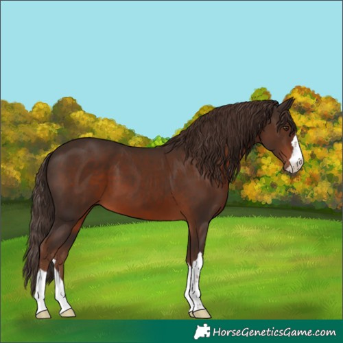 Horse Color:Liver Chestnut 