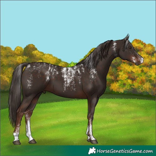 Horse Color:Powder White Liver Chestnut 